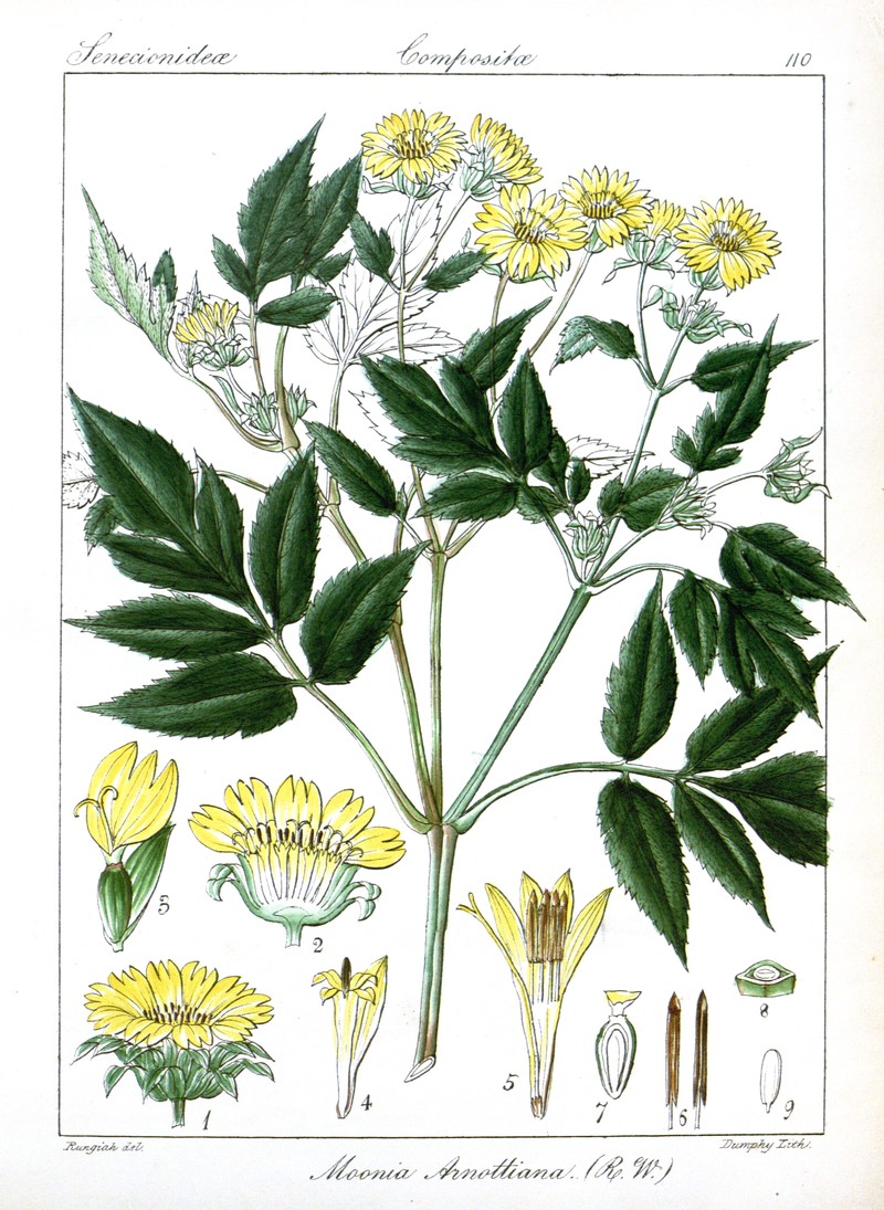 Moonia arnottiana