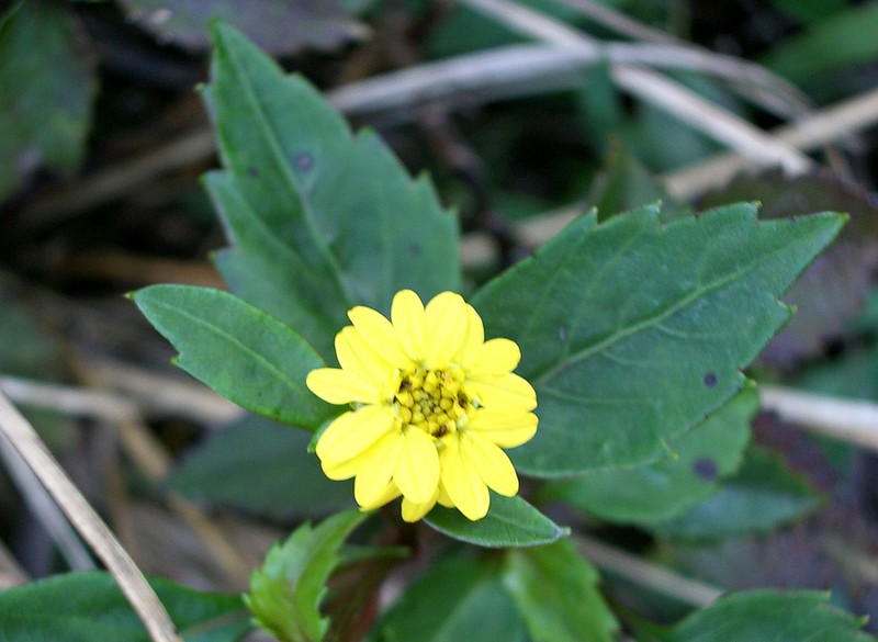 Moonia heterophylla