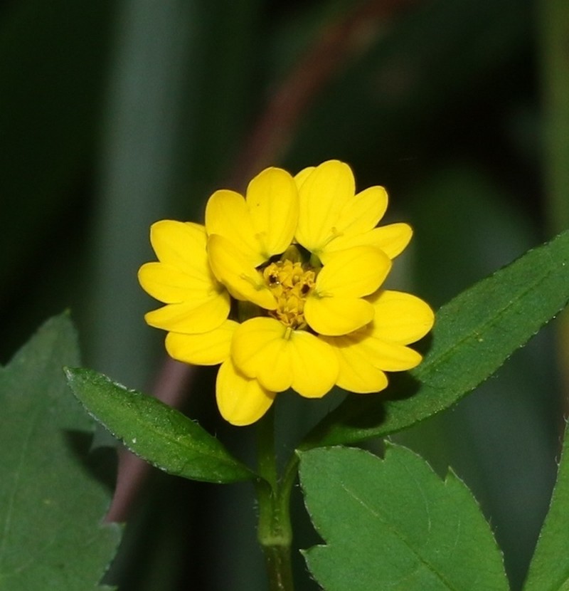 Moonia heterophylla photo 2