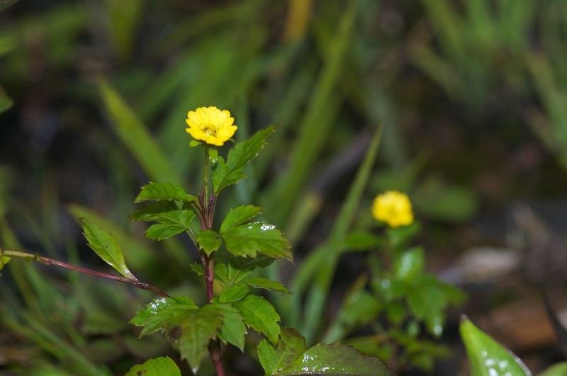 Moonia heterophylla photo 3