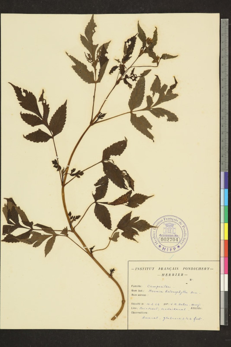 Moonia heterophylla photo 4