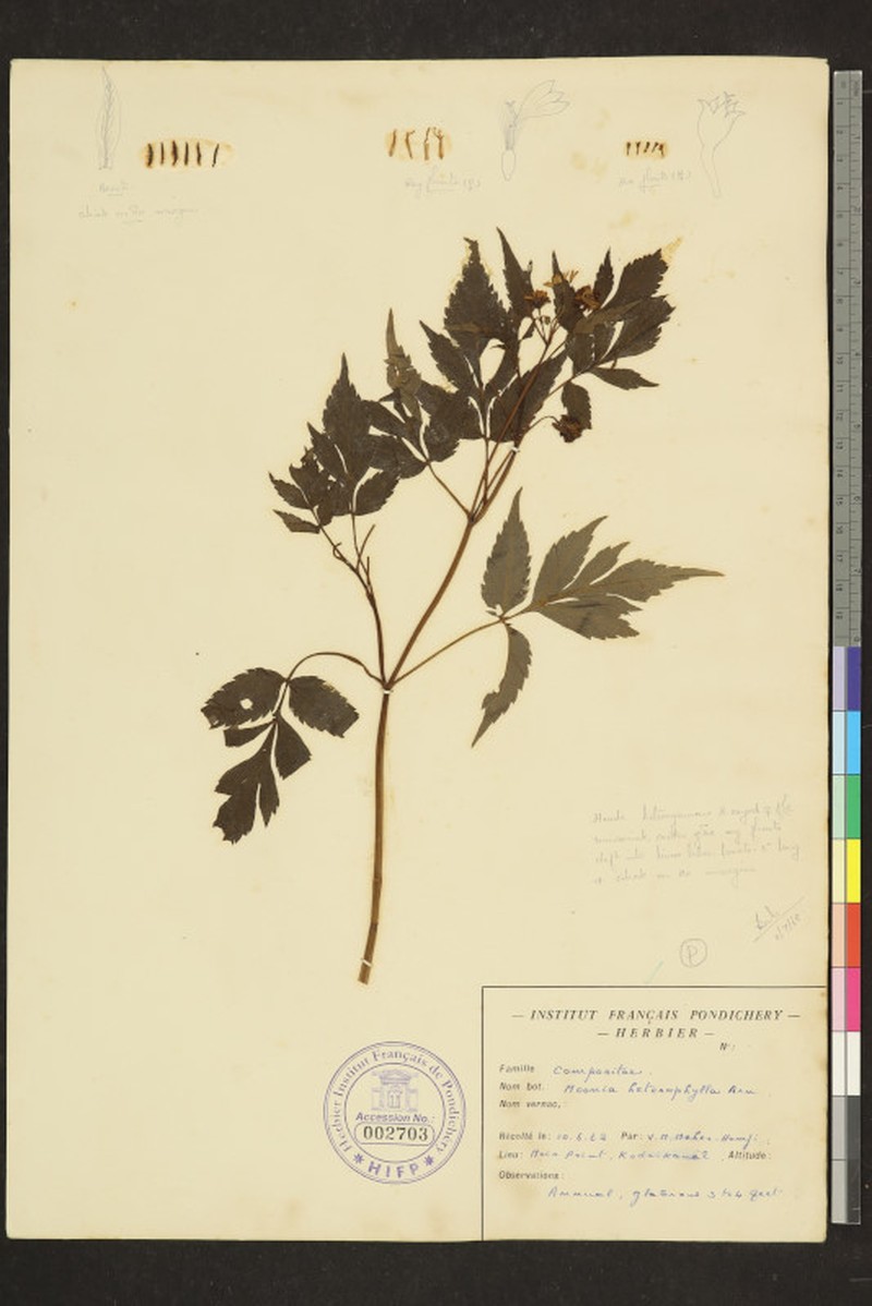 Moonia heterophylla photo 5