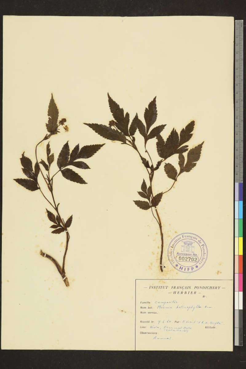 Moonia heterophylla photo 6