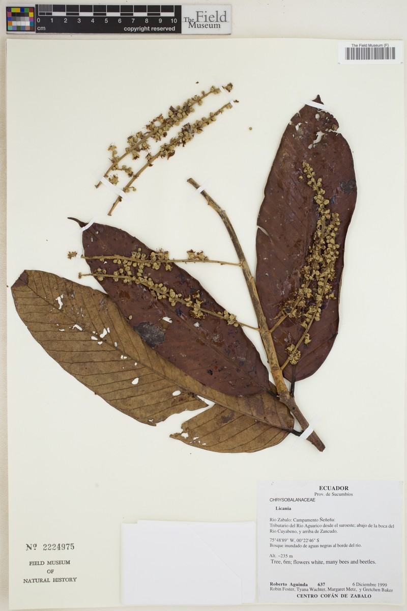 Moquilea angustata