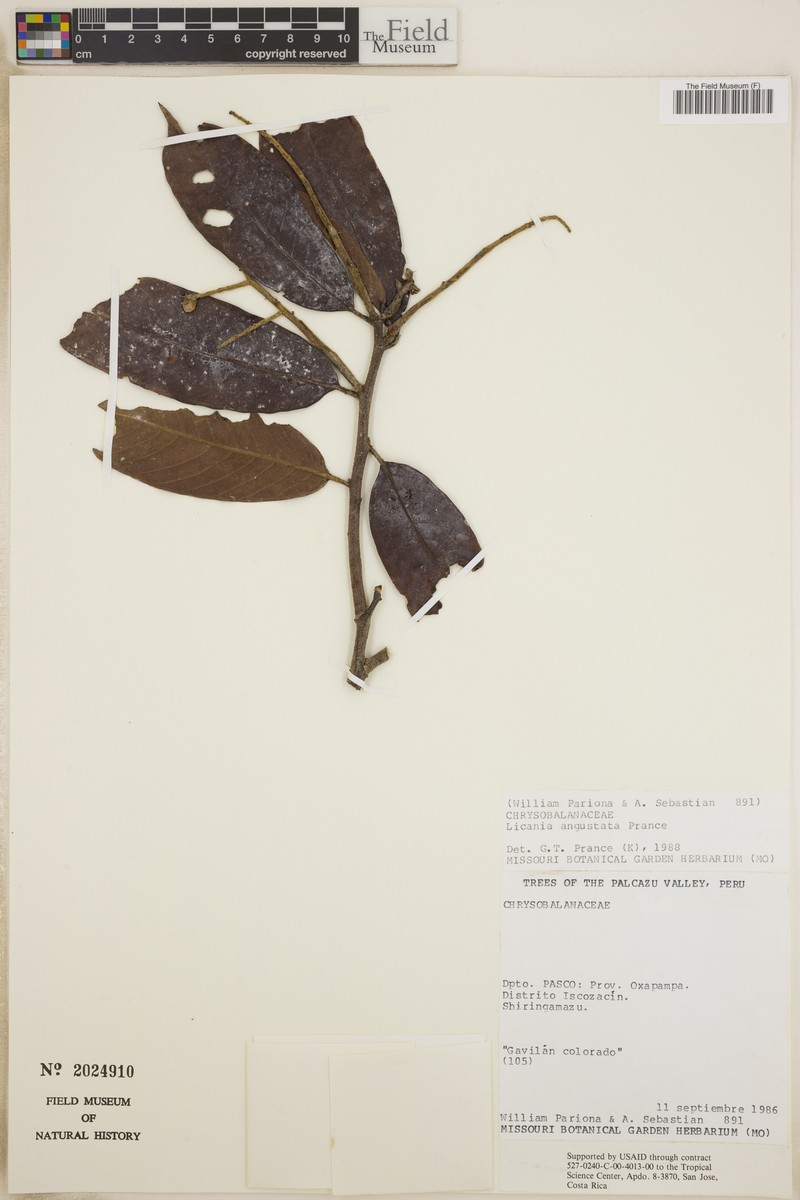 Moquilea angustata photo 3