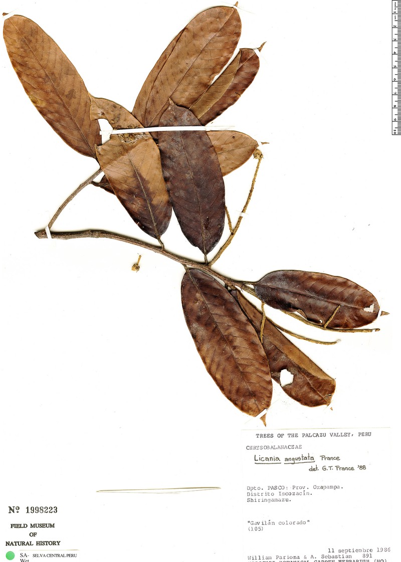 Moquilea angustata photo 4