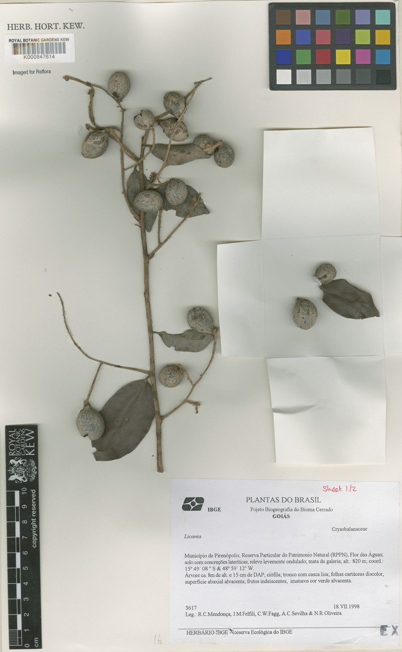 Moquilea araneosa