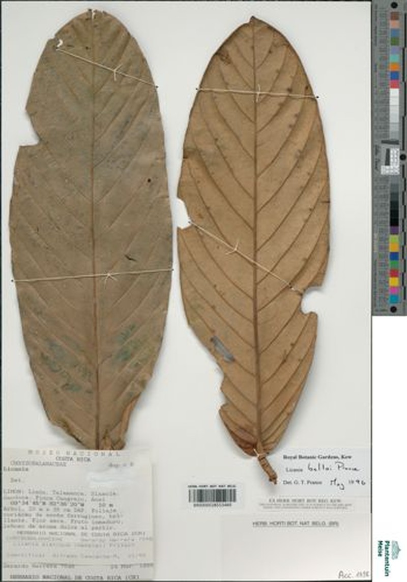 Moquilea belloi