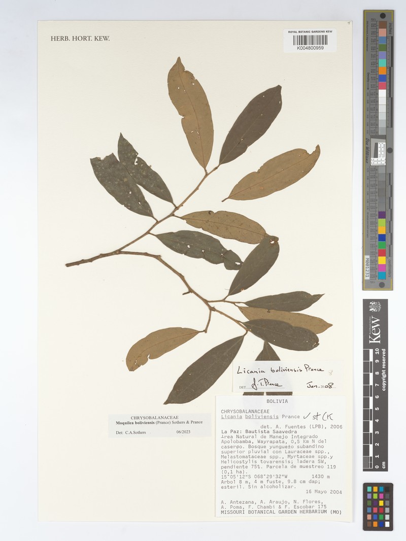 Moquilea boliviensis