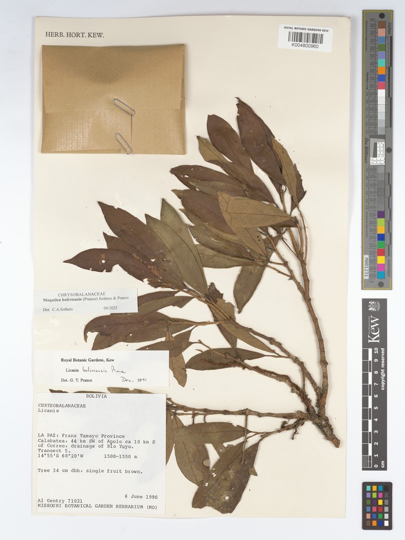 Moquilea boliviensis photo 2