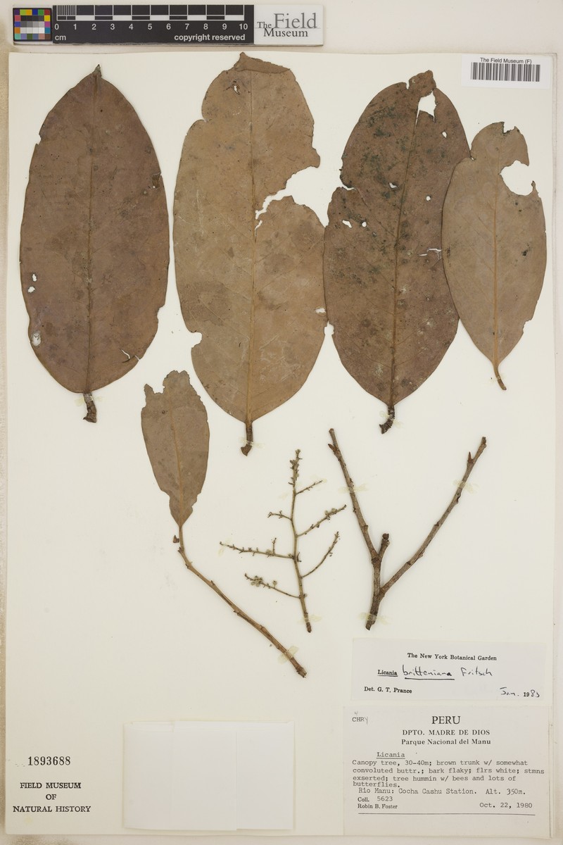 Moquilea boliviensis photo 3