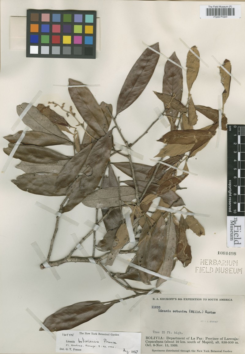Moquilea boliviensis photo 4