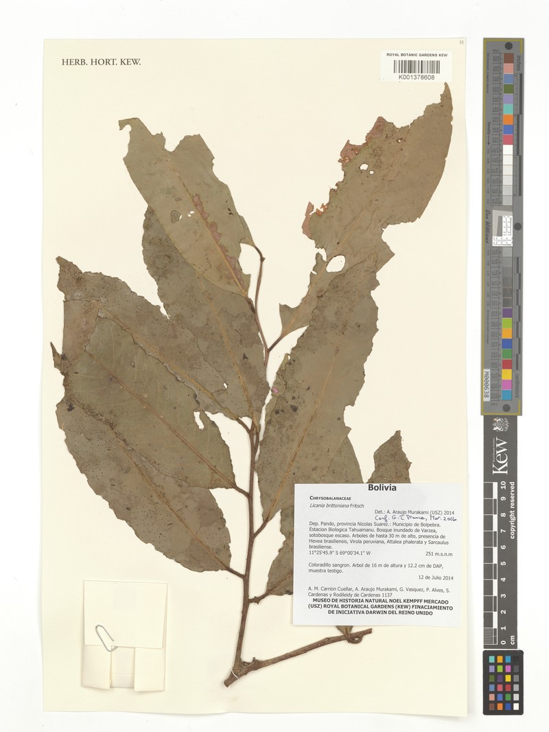 Moquilea brittoniana