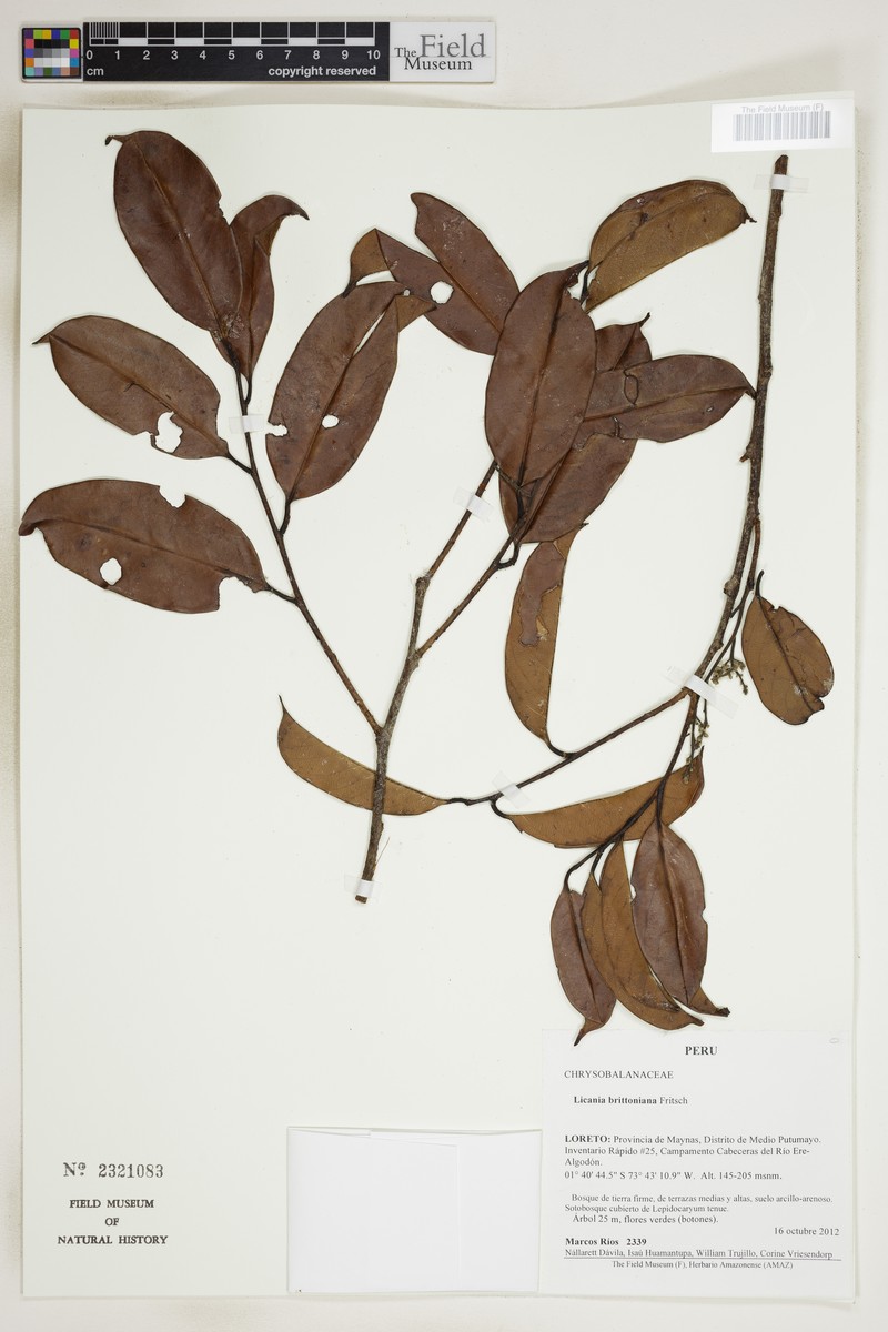 Moquilea brittoniana photo 2
