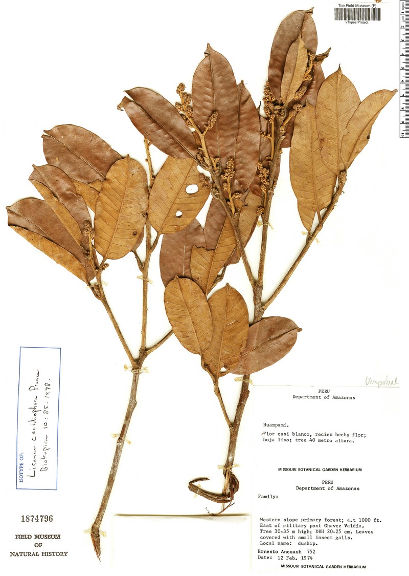 Moquilea cecidiophora
