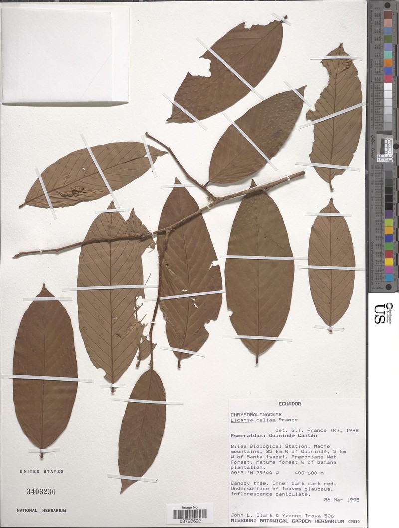 Moquilea celiae