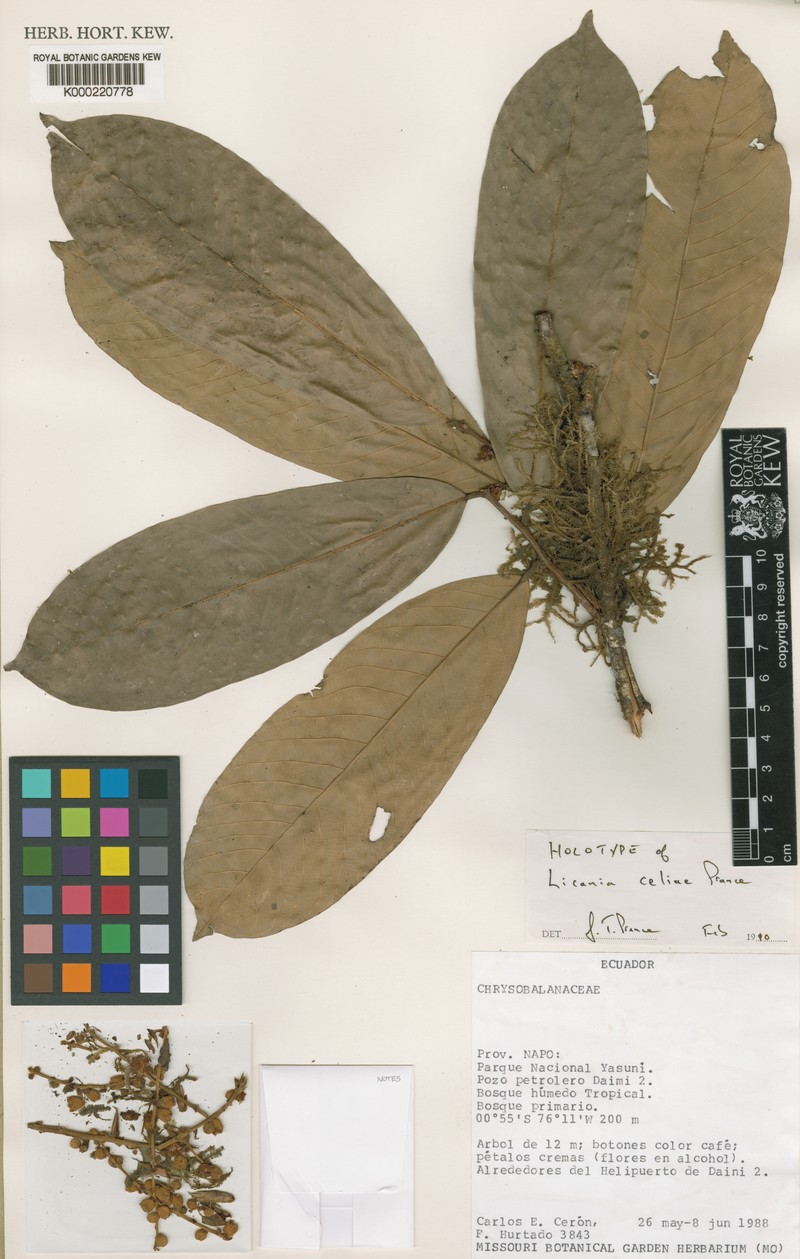 Moquilea celiae photo 2