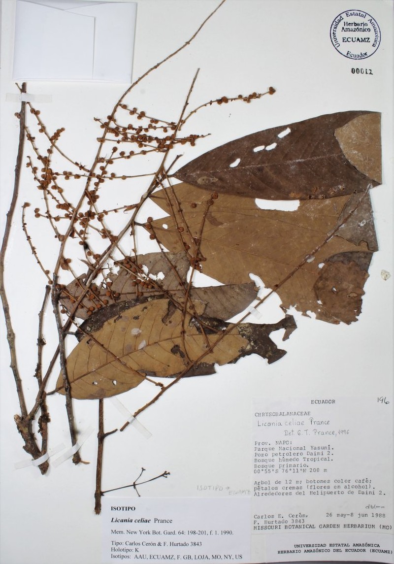 Moquilea celiae photo 3