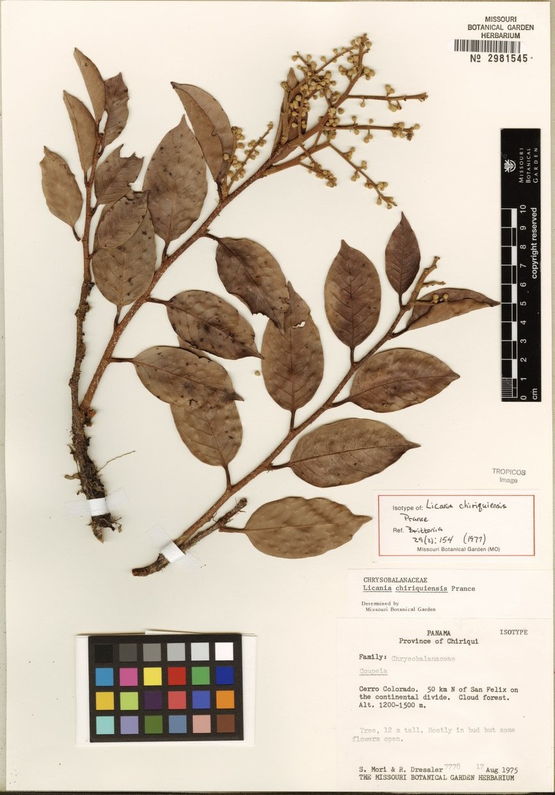 Moquilea chiriquiensis
