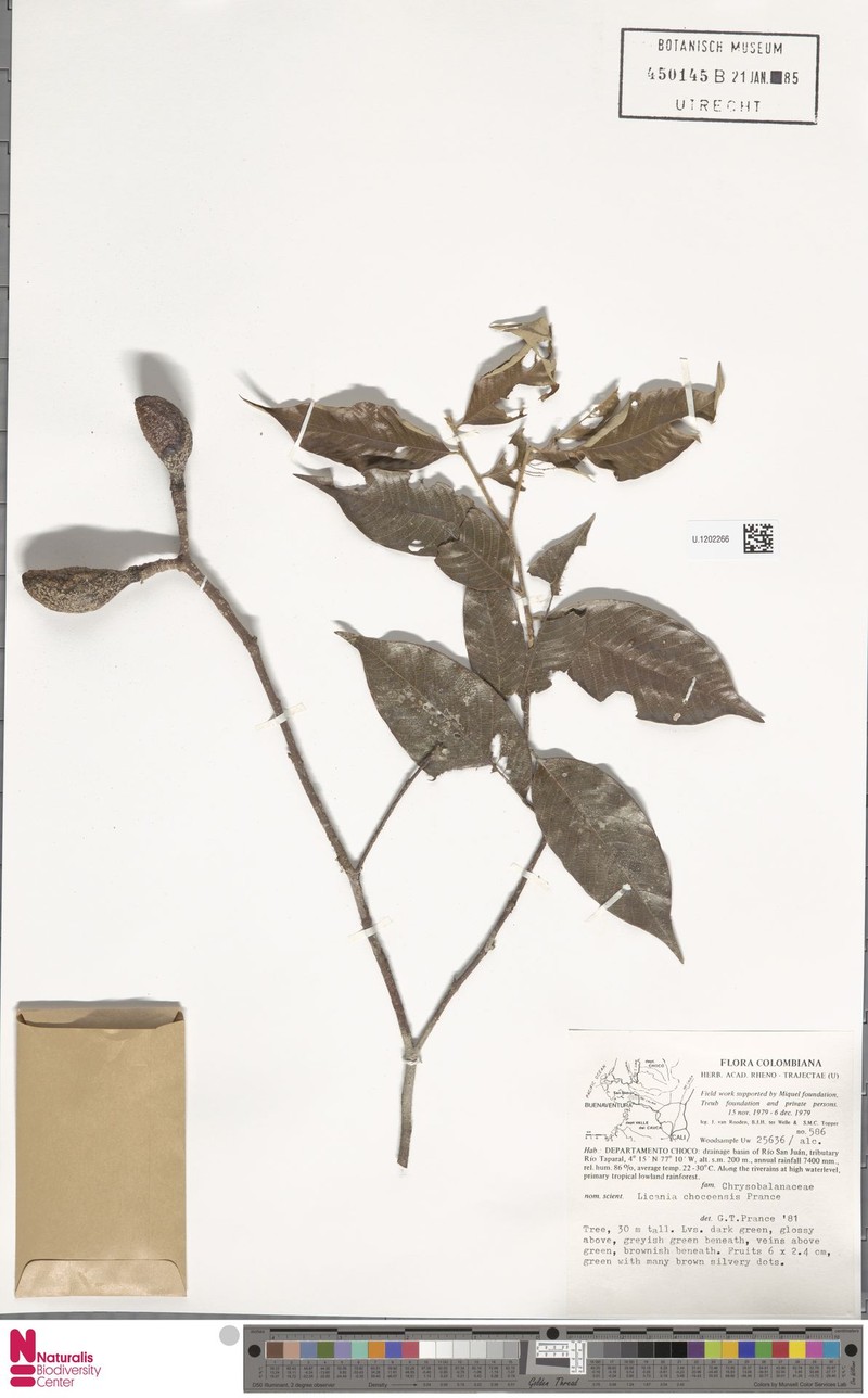 Moquilea chocoensis