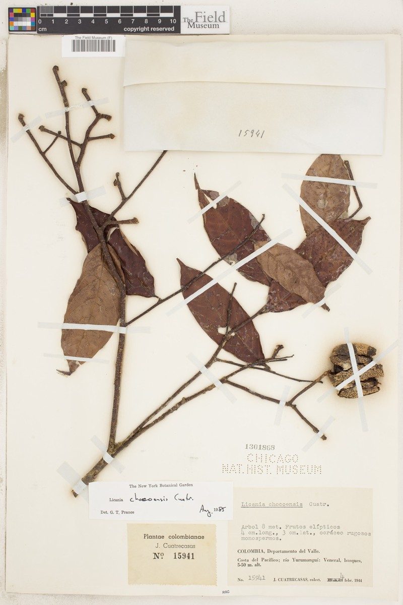 Moquilea chocoensis photo 2