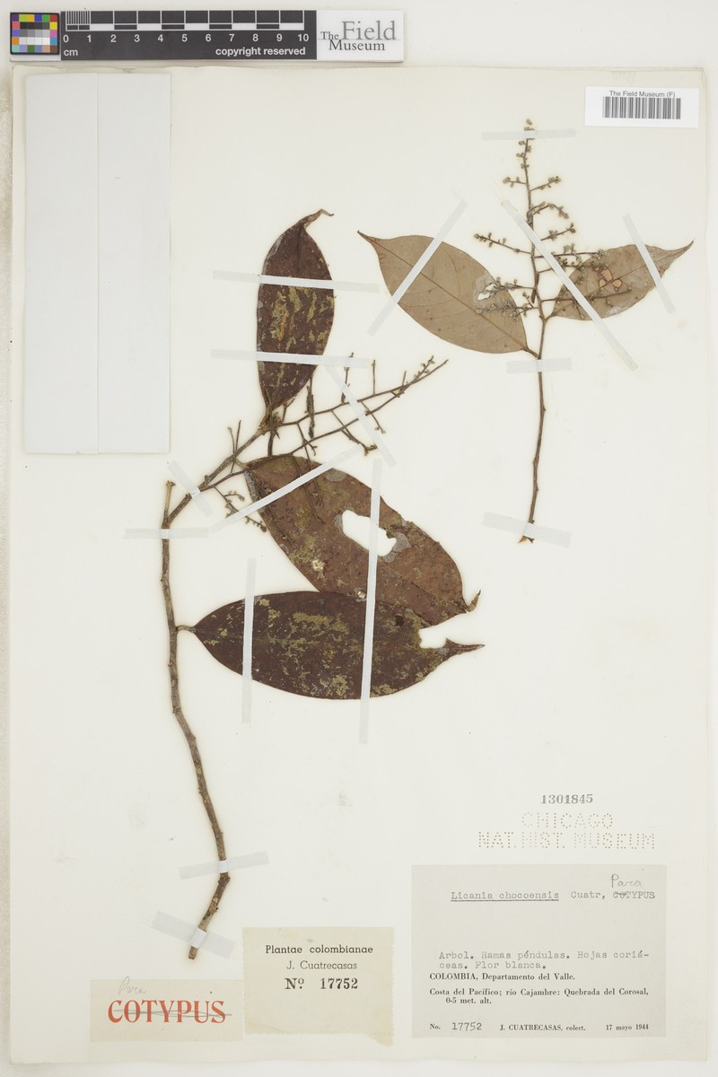 Moquilea chocoensis photo 3