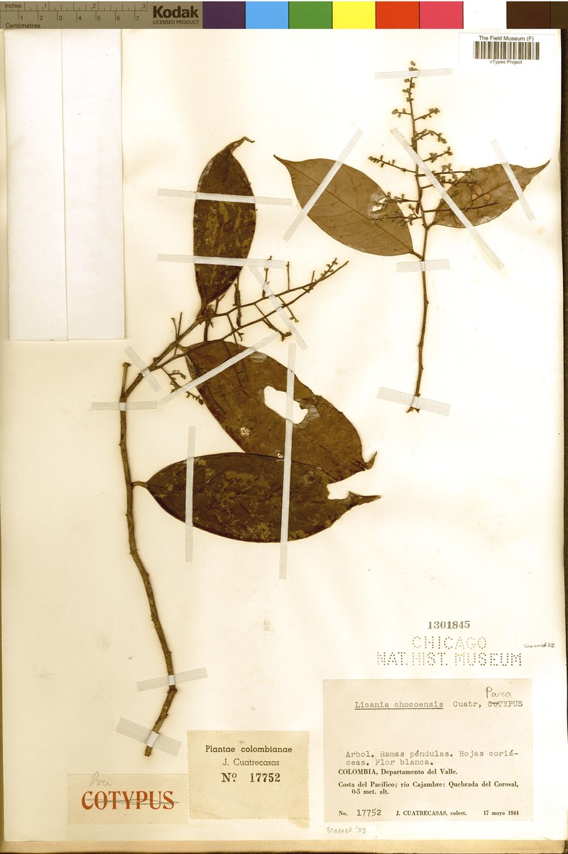 Moquilea chocoensis photo 4