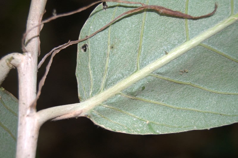 Moquilea corniculata