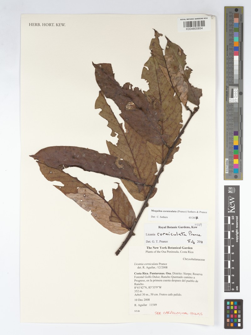 Moquilea corniculata photo 2