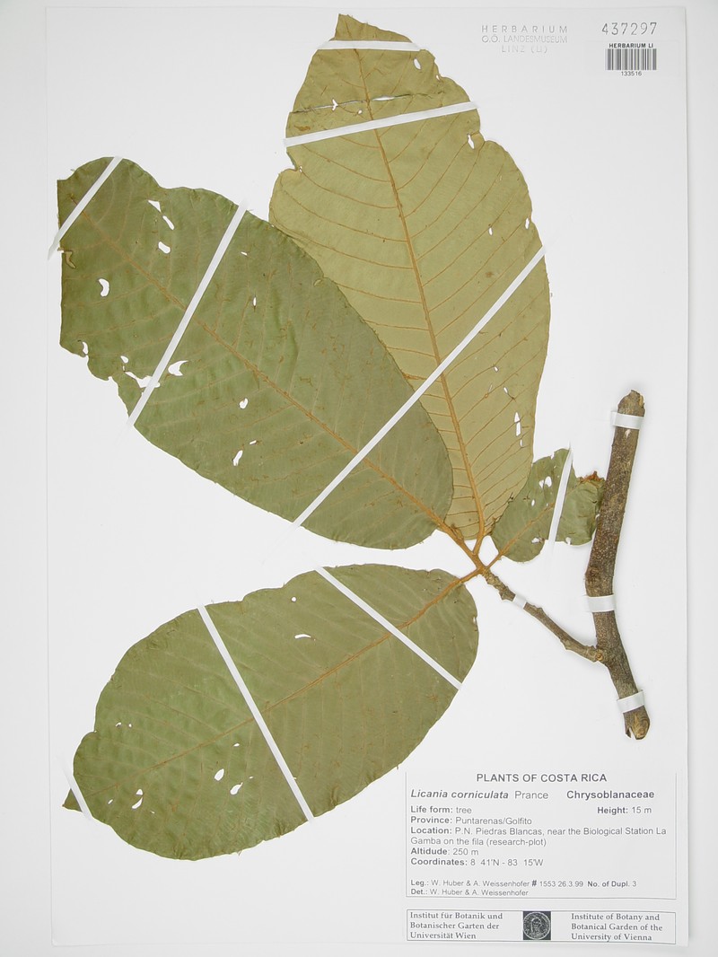 Moquilea corniculata photo 3