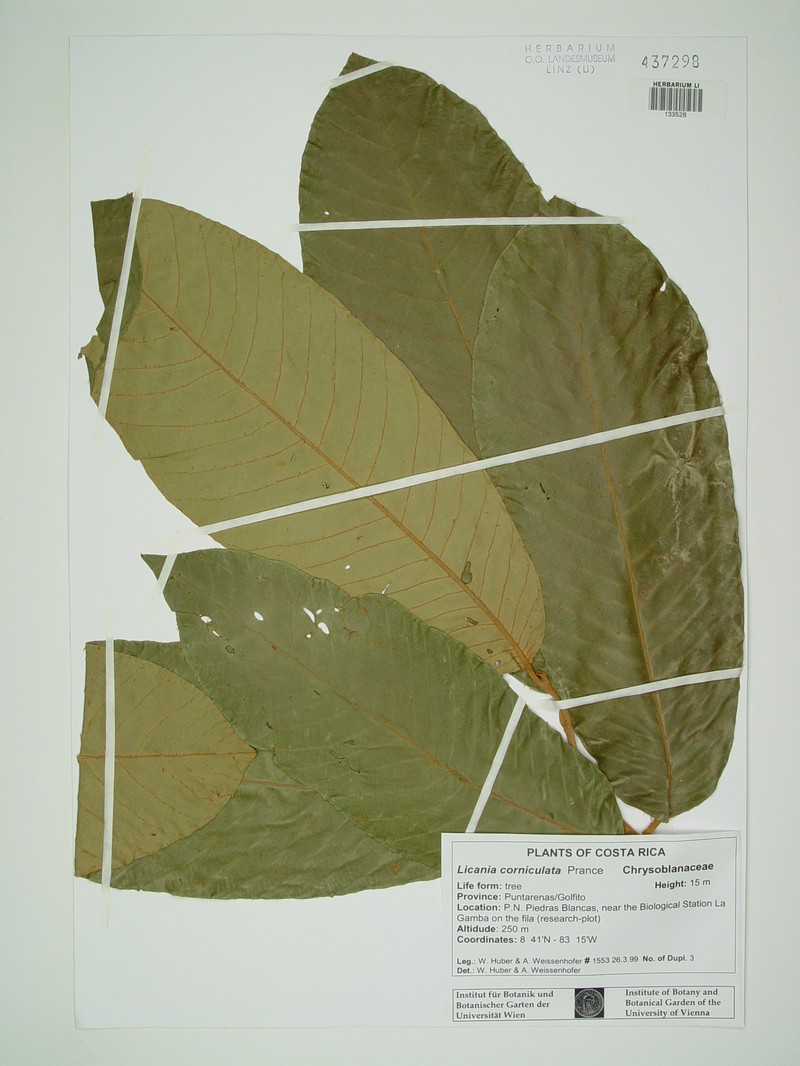 Moquilea corniculata photo 4