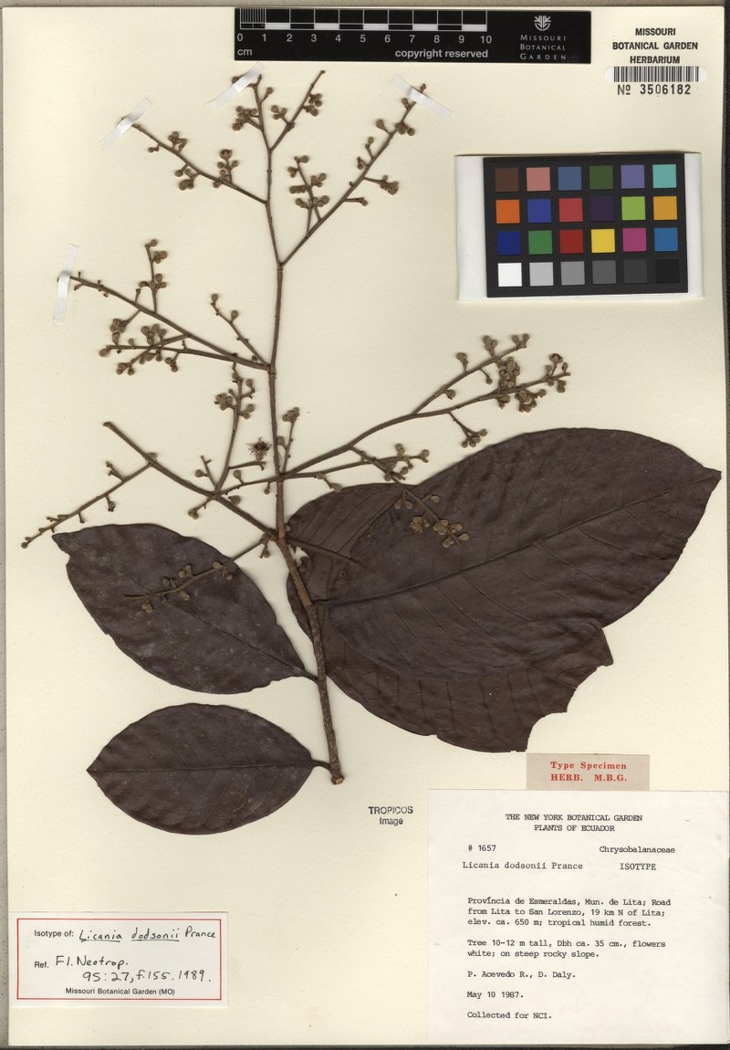 Moquilea dodsonii