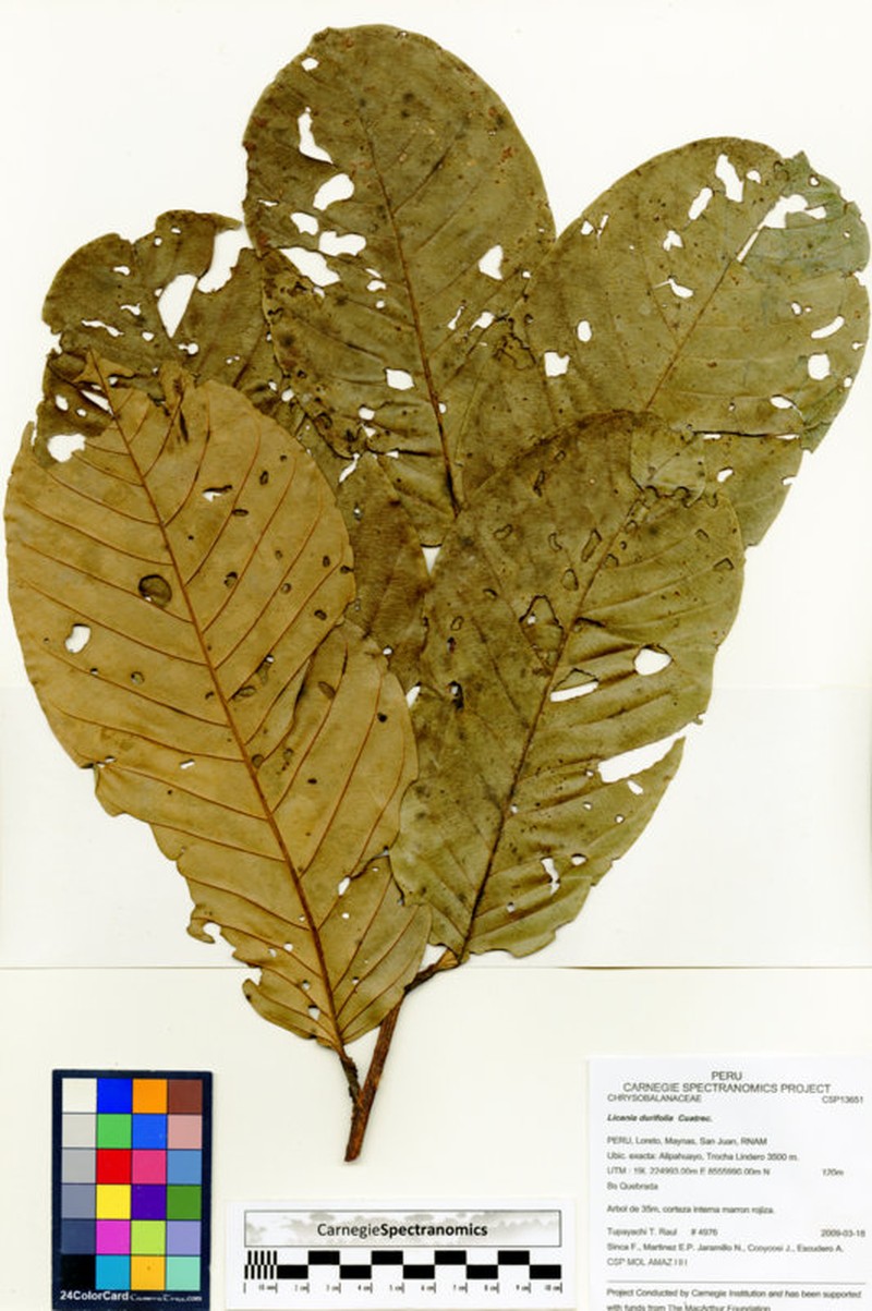 Moquilea durifolia