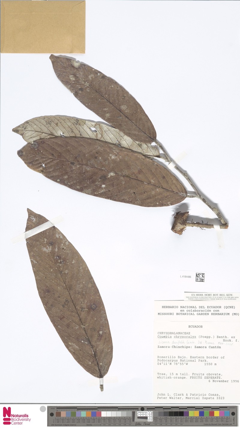 Moquilea durifolia photo 2