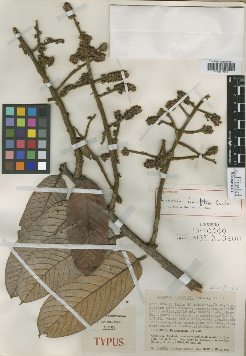 Moquilea durifolia photo 3