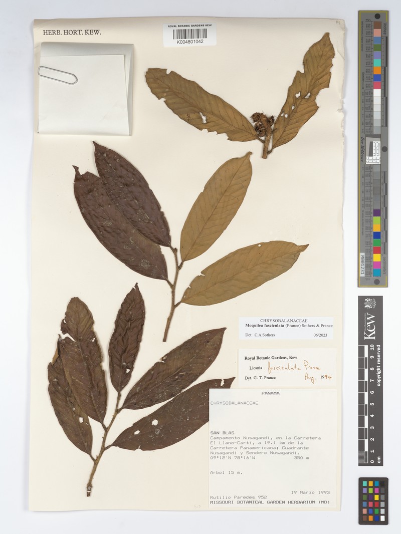Moquilea fasciculata