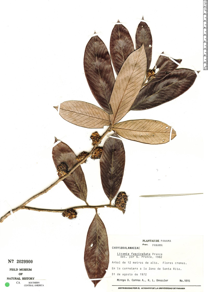 Moquilea fasciculata photo 2
