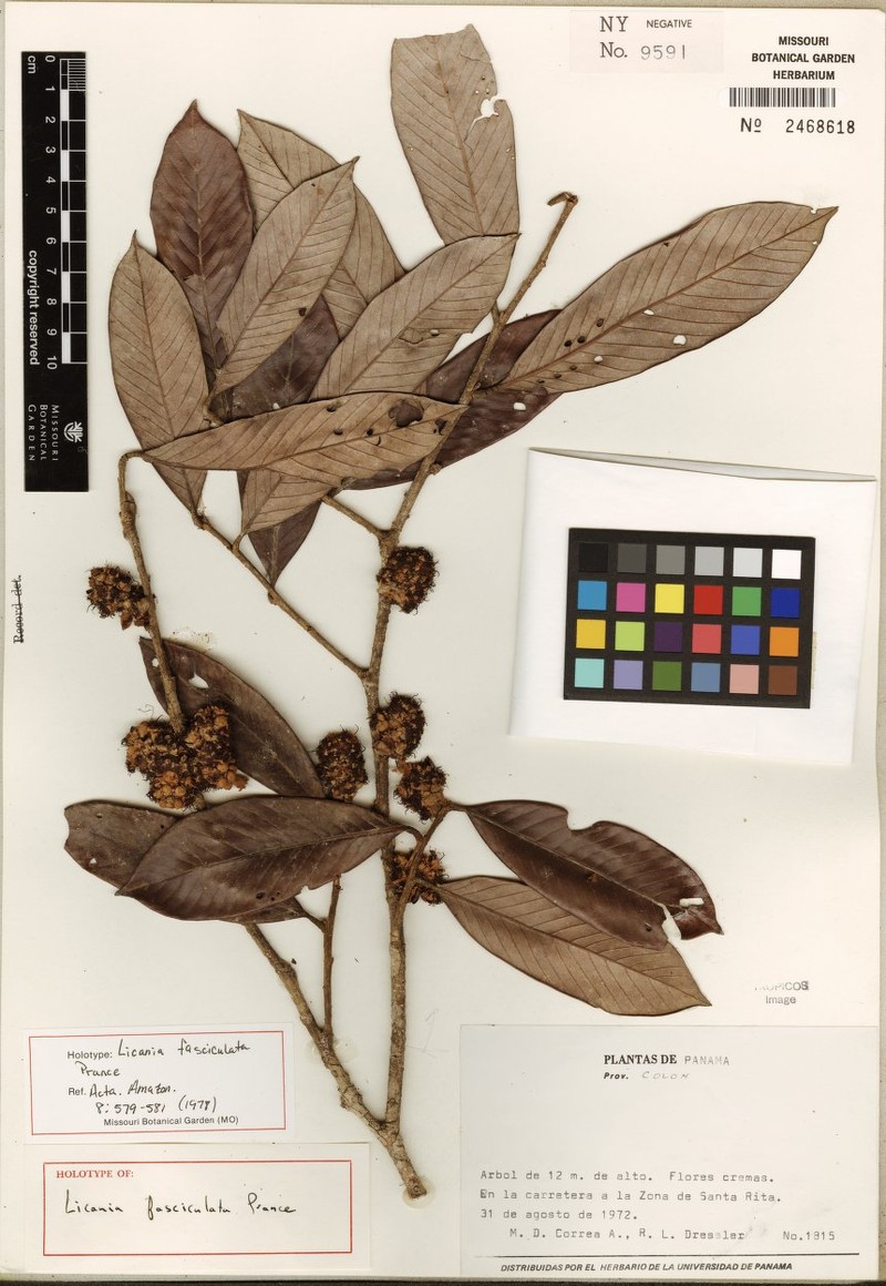 Moquilea fasciculata photo 3