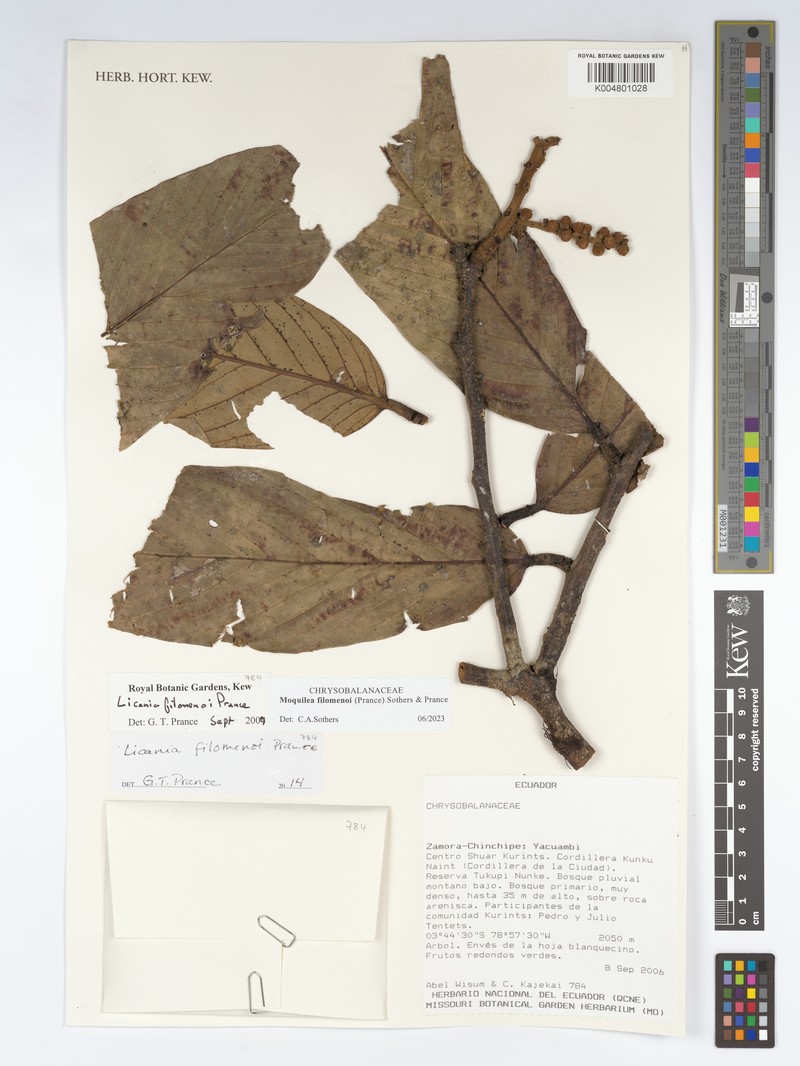 Moquilea filomenoi