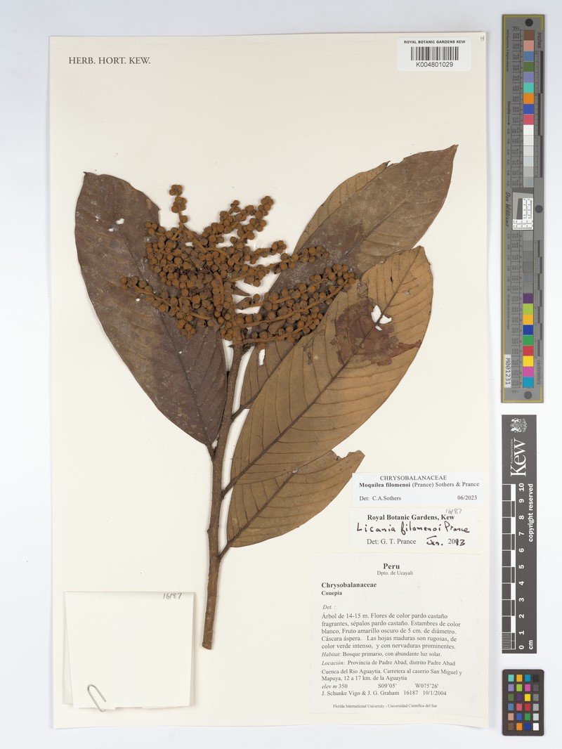 Moquilea filomenoi photo 2
