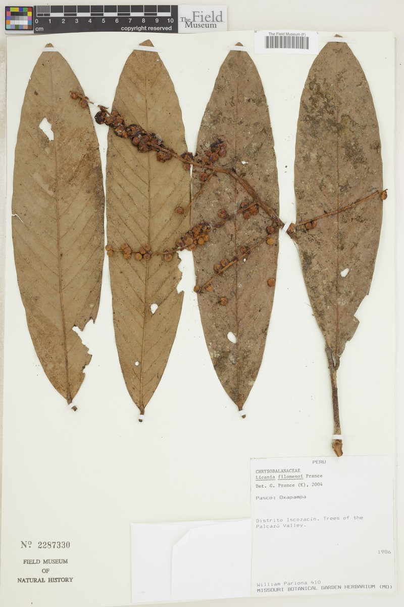 Moquilea filomenoi photo 3