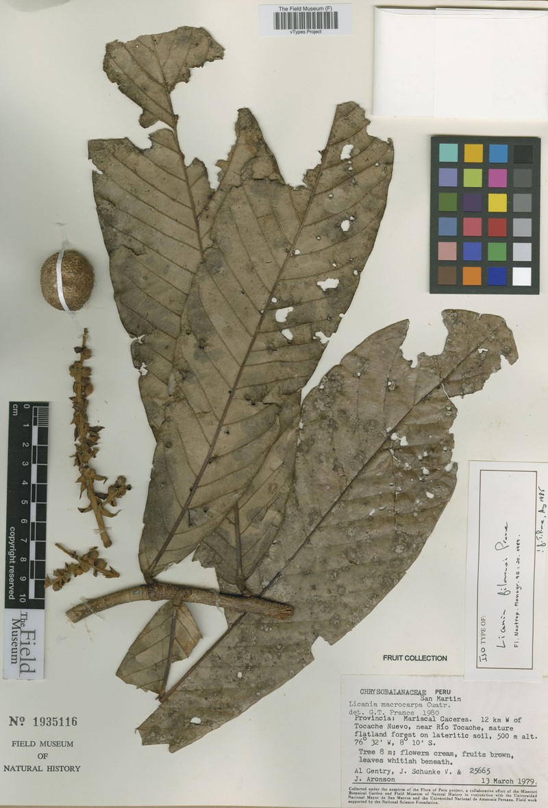 Moquilea filomenoi photo 4
