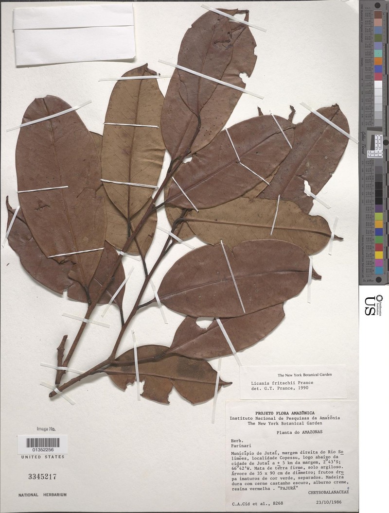 Moquilea fritschii