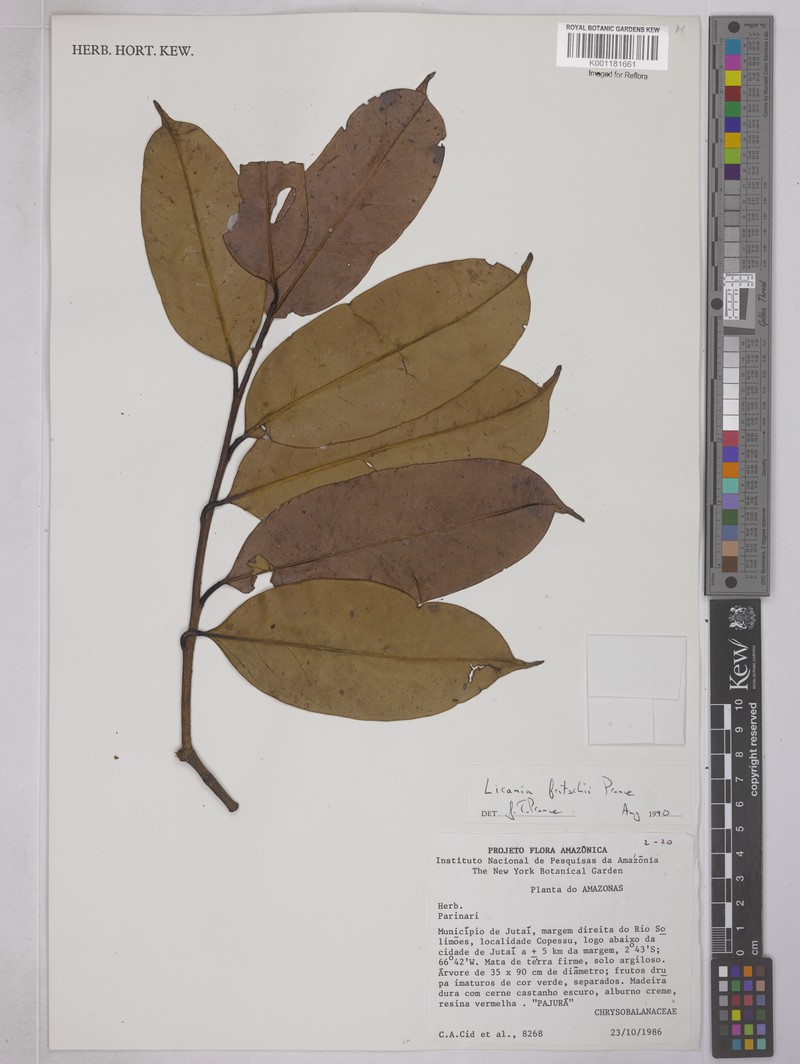Moquilea fritschii photo 2