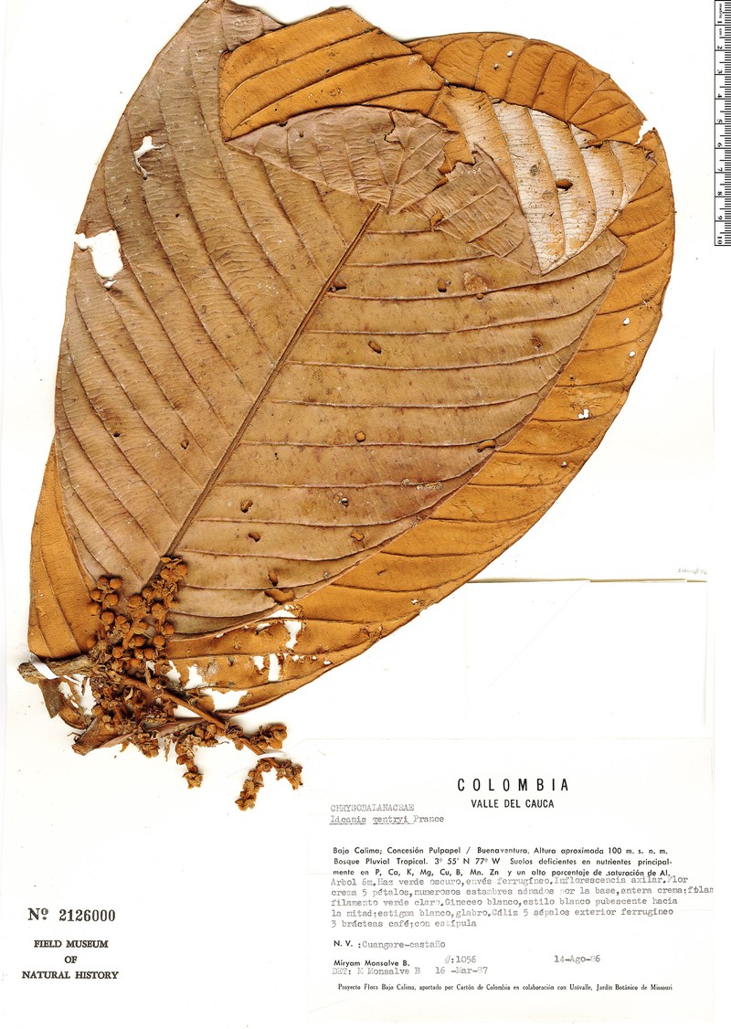 Moquilea gentryi