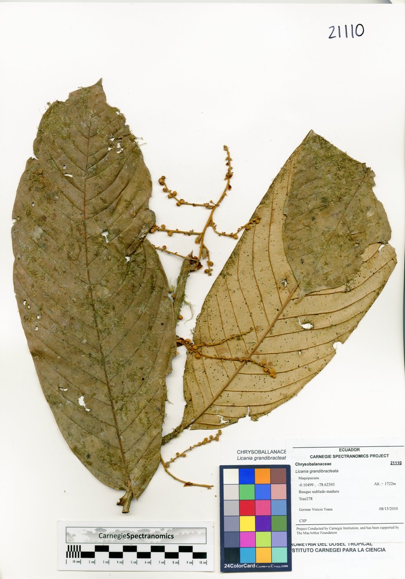 Moquilea grandibracteata