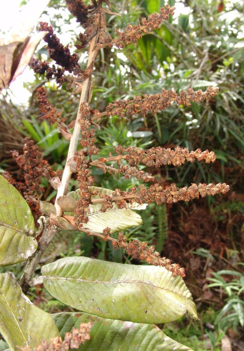 Moquilea grandibracteata photo 2
