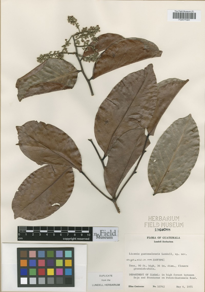 Moquilea guatemalensis