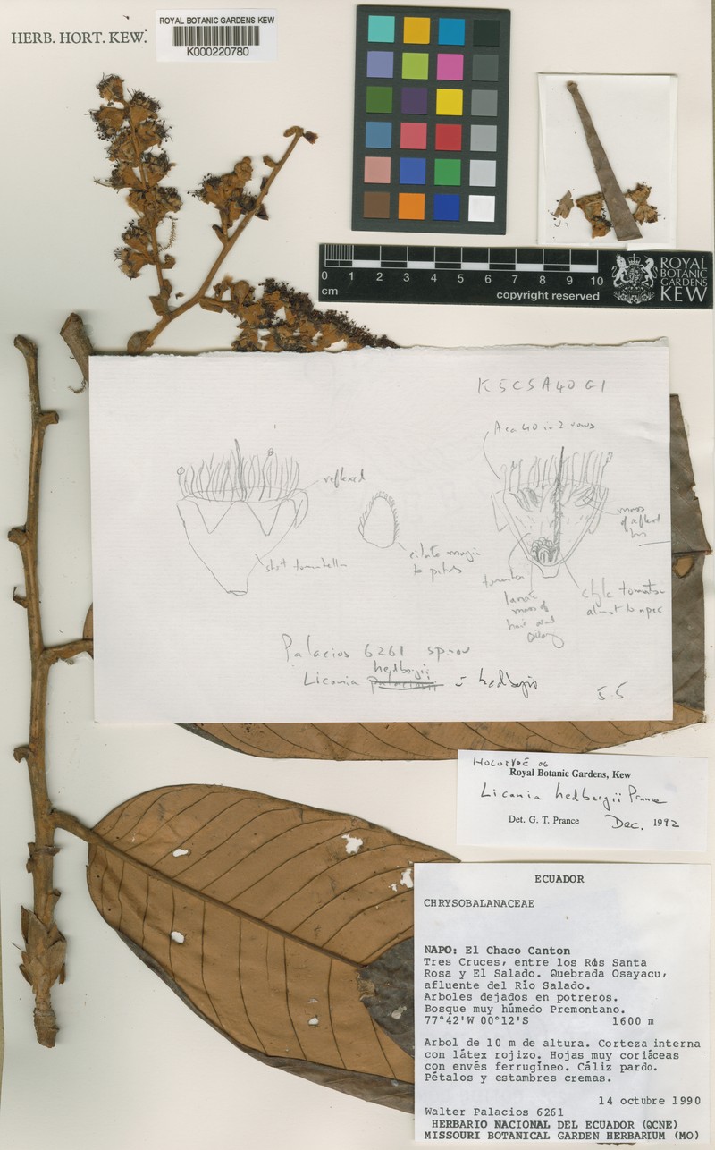 Moquilea hedbergii