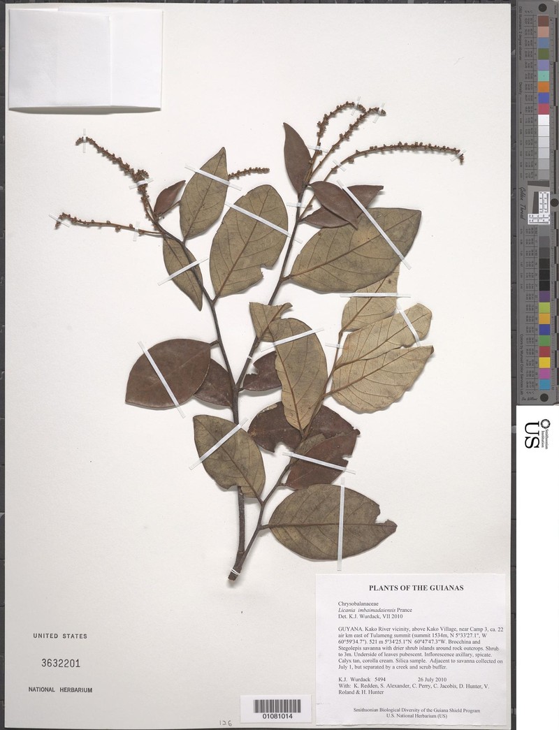 Moquilea imbaimadaiensis